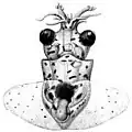 Taningia sp.