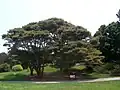 Planted in New York Botanical Garden