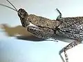 Pronotum, front legs