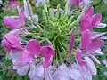 Cleome houtteana also known as Tarenaya hassleriana[11] a common garden ornamental