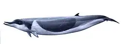 Two Shepherd's beaked whales underwater, one mostly obscured by the other