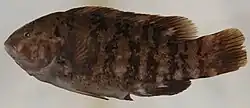 Tautoga onitis, locally known as 'tautog'