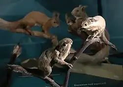 Brown squirrels