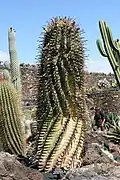 Adult plant