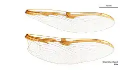 Male wings