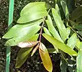 Leaves