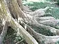 Buttress roots of Terminalia arjuna