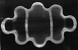 Terpsinoe americana