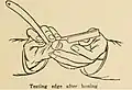 Testing edge after honing by pushing the cutting edge on a moist nail to test its grip