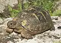 Tortuga mora