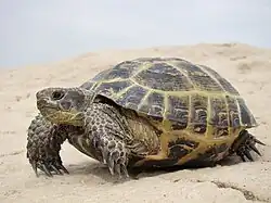 A Russian tortoise in Kazakhstan