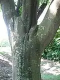 Bark of T. daniellii