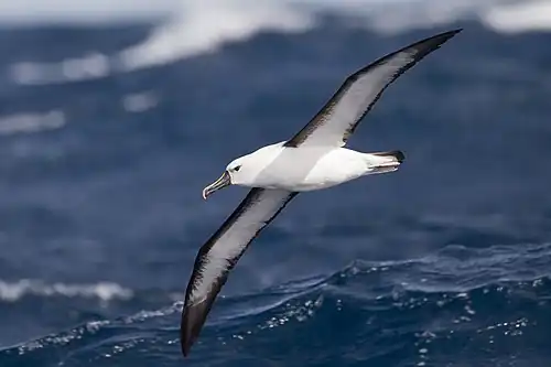 Image 10 Indian yellow-nosed albatross Photograph: JJ Harrison The Indian yellow-nosed albatross (Thalassarche carteri) is a member of the albatross family, and the smallest of the mollymawks. This colonial breeder feeds on fish, crustaceans and cephalopods. In 2004, BirdLife International split this species from the Atlantic yellow-nosed albatross, though this distinction is not universally recognized. More selected pictures