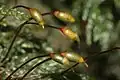 Thamnobryum alopecurum