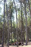 A sacred space, the Pines are home to our Orthodox Life sessions, where campers and Staff have discussions about their faith and their relationships with God.