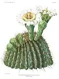 Saguaro blossom