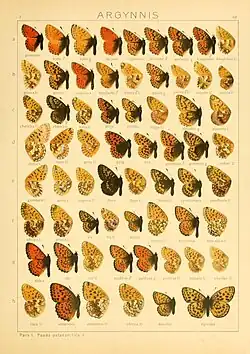 Issoria eugenia in Seitz 68e