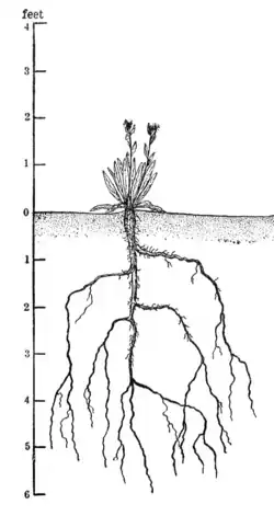 Root