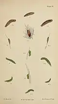 Figs 3 larva after 2nd moult 3a larva after 3rd moult 3b, 3c larva after 4th moult