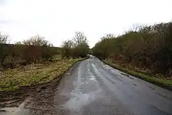 Holly Wood