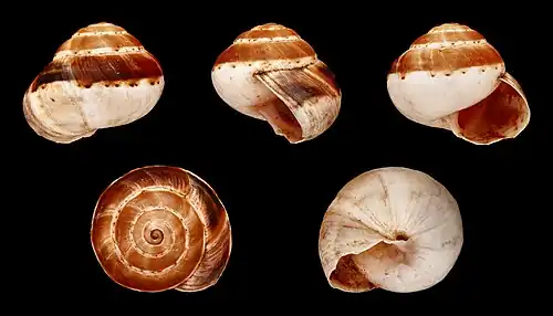 Theba pisana dermoi
