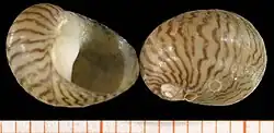 neritiform