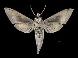 Male ventral