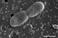 Thermodesulfatator atlanticus
