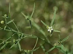 Mittleres Leinblatt (Thesium linophyllon).