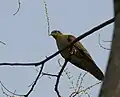 at Jayanti in Buxa Tiger Reserve in Jalpaiguri district of West Bengal, India.