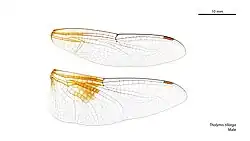 Male wings