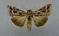 Thysanoplusia daubei