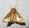 Thysanoplusia orichalcea
