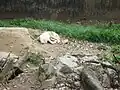 Tibetan wolf