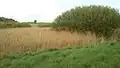The bog is heavily overgrown with grey willow (Salix cinerea)