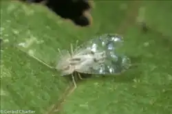 Lace bug