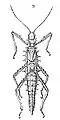 Drawing of a female from Redtenbacher 1906