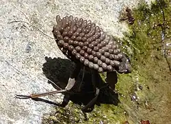 A male Abedus indentatus belostomatid bug carries eggs on its back.