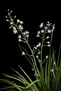 T. furusei