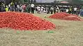 Tomatina festival