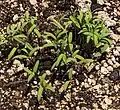 Santorini tomato seedlings at the museum