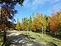 Leaves changing color in Tongue of the Lake Park, Xizhou.