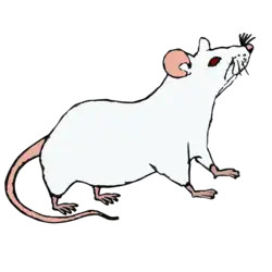 An FVB mouse