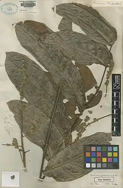 Toulicia guianensis Aubl
