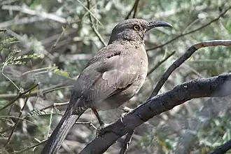 Bird in a tree