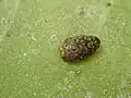 Trachys robustus, Japan