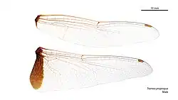 Male Tramea transmarina wings