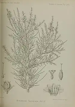 An illustration of Convolvulus socotranus