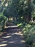 Trees in Wardown Park, Luton