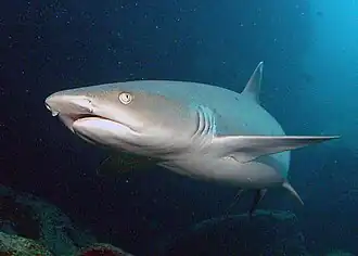 Whitetip reef shark